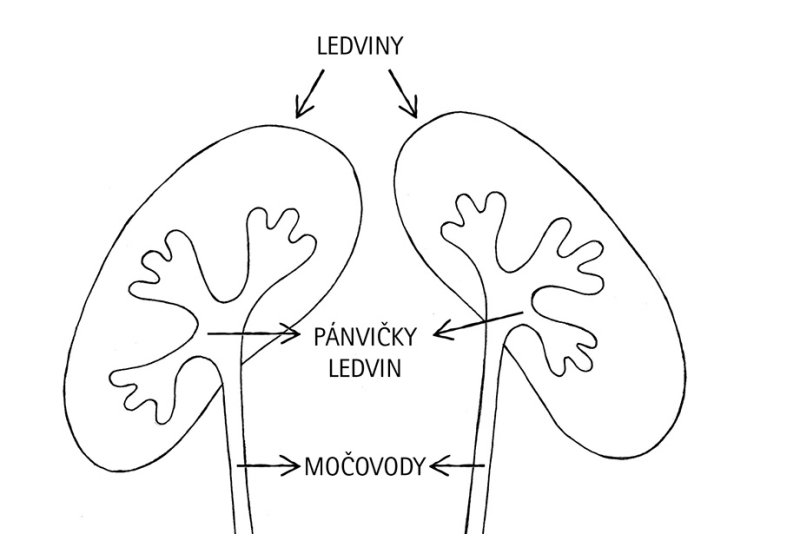 odkaz na článek močové cesty